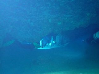 久米島海底洞穴 with SF2 sidemount CCR
